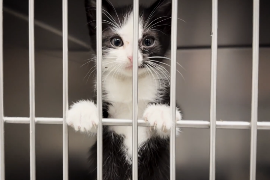 A black and white kitten in a silver cage at the animal shelter.